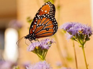 Fototapeta premium Butterfly Day