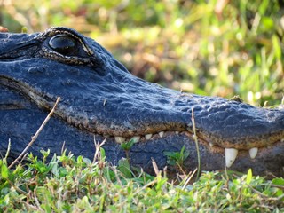 Voyages autour du monde