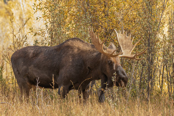 Siras Moose Bull in fall in Wyoming