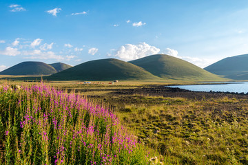 Flowers beside lake Akna with volcanos in background, Geghama mountains, Armenia