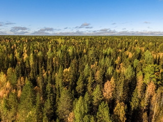 Pinega. Golden autumn in the Russian North.