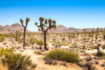 Fototapeta na wymiar Joshua Tree National Park with its typical trees and rock formations near Palm Springs in the California desert in the USA 