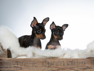Prague Ratter puppy dog in a wooden antique box. Image taken in a studio with white background.