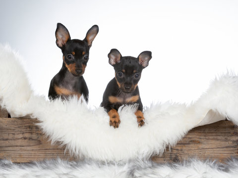 Prague Ratter puppy dog in a wooden antique box. Image taken in a studio with white background.