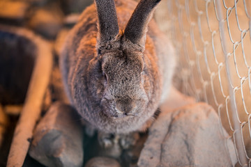 Gray big fluffy rabbit