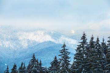Snowy mountains and forest, beautiful mountain view