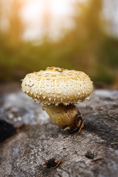 Beautiful mushroom grows on a log, tree in a sunny autumn forest. Neolentinus lepideus 