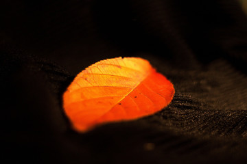 detail of autumn leaf