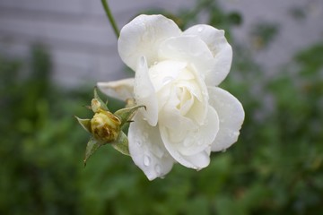 Obraz premium raincovered rose