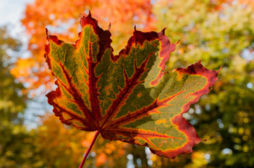Kolorowy jesienny liść