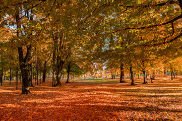 Jesienny park © Bea