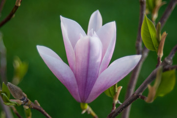 Magnolia kwiat