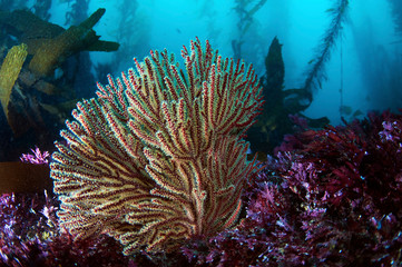 Gorgonian