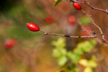 Wilde Hagebutten im Herbst