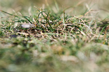 Grasshüpfer im Herbst