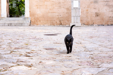 A beautiful wild, stray black cat walks toward the camera, being friendly, on the enchanting Greek Island of Hydra. © Page Light Studios