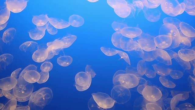 jelly fishes floating in the deep blue sea