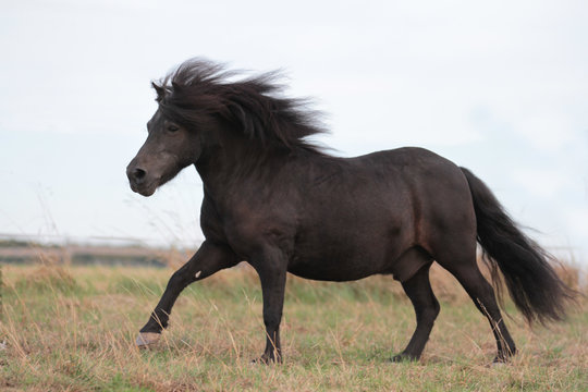 Shetland Pony