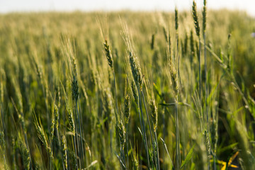 Young green wheat field. Ripening ears wheat. Agriculture. Natural product. Agricaltural landscape.