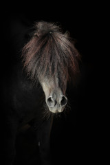 Fototapeta na wymiar Shetland Pony