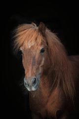 Shetland Pony