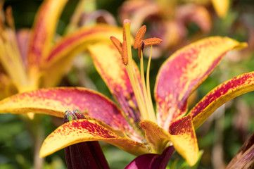 flower, nature, lily, red, pink, flora, plant, garden, green, beauty, floral, macro, spring, flowers, bloom, blossom, beautiful, closeup, petal, yellow, orange, leaf, summer, tulip, lilly