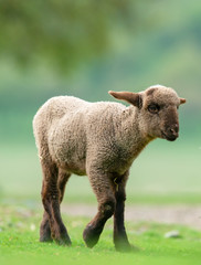 Little black lamb walking on a meadow