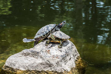 Obraz premium turtle, animal, reptile, tortoise, shell, water, nature, wildlife, pond, slow, green, wild, aquatic, turtles, rock, isolated, white, amphibian, pet, cute, walking