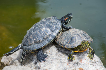 turtle, animal, reptile, tortoise, shell, water, nature, wildlife, pond, slow, green, wild, aquatic, turtles, rock, isolated, white, amphibian, pet, cute, walking