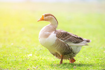 Beautifull goose in sunrise sunlight