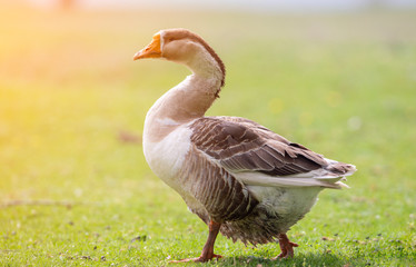 Beautifull goose in sunrise sunlight