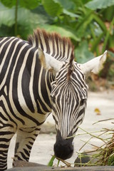 close up of zebra
