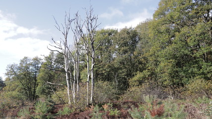 Forest during Autumn, Veluwe The Netherlands