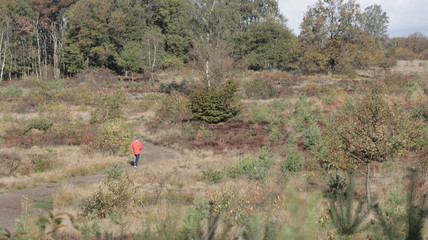 Forest during Autumn, Veluwe The Netherlands