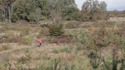 Forest during Autumn, Veluwe The Netherlands