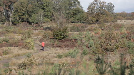 Forest during Autumn, Veluwe The Netherlands