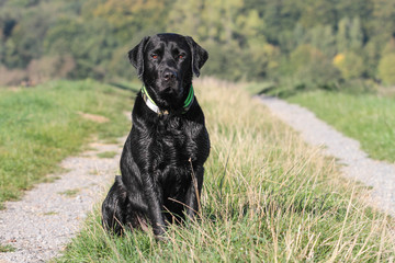 Labrador