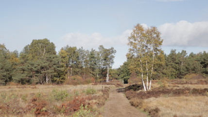 Forest during Autumn, Veluwe The Netherlands
