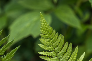 Nahaufnahme von Farn