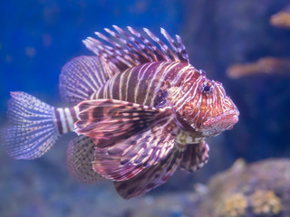 large lion fish found in the aquarium. Ugly fish with large and fringed fins