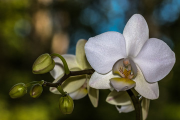 Nachtfalterorchidee (Phalaenopsis )  / Nahaufnahme / Detail