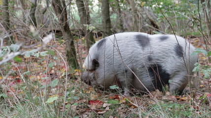 Wild pig in the netherlands