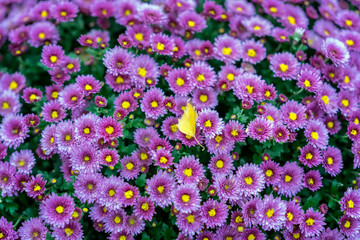 Naklejka premium Bright purple flowers of chrysanthemum on a street flowerbed a sunny day and the first fallen leaf of a tree, the change of seasons. Autumn season. Natural scenic background