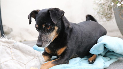 Black dog sitting and playing