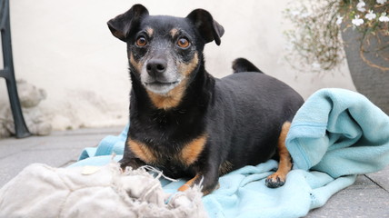 Black dog sitting and playing