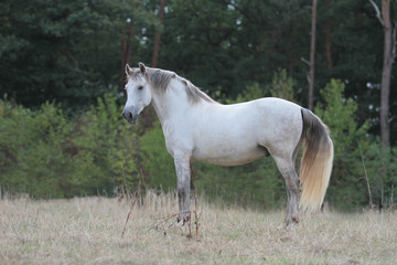 Andalusier