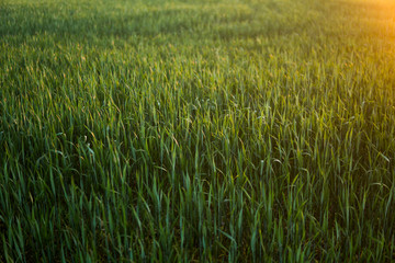 Green sprouting rye agricultural field in springs sunset. Sprouts of rye.