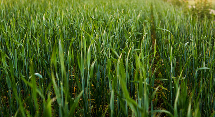 Obraz premium Green sprouting rye agricultural field in springs sunset. Sprouts of rye.