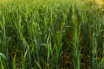 Green sprouting rye agricultural field in springs sunset. Sprouts of rye.