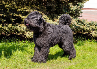 Bouvier des Flandres looks ahead.  The Bouvier des Flandres stands on the green grass.